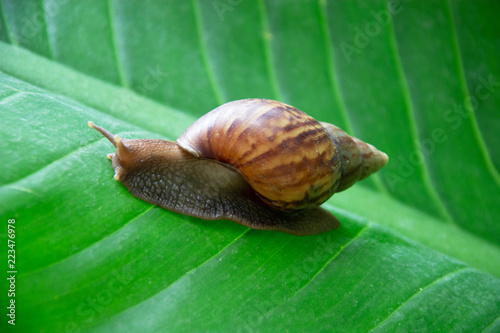 The snail is climbing on the green leaf slowly.