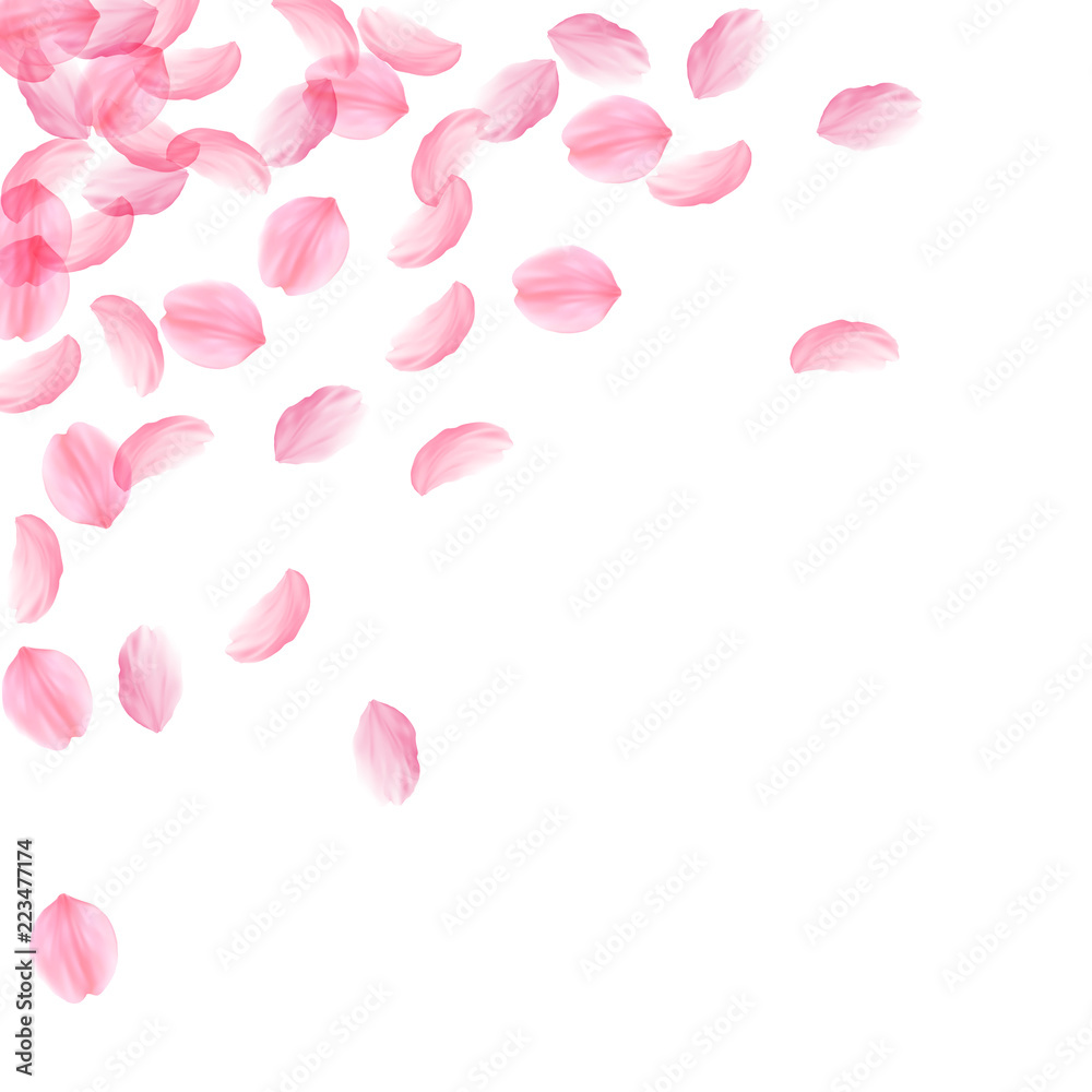 Sakura petals falling down. Romantic pink silky big flowers. Thick flying cherry petals. Scattered t Sakura petals falling down. Romantic pink silky big flowers. Thick flying cherry petals. Scattered t