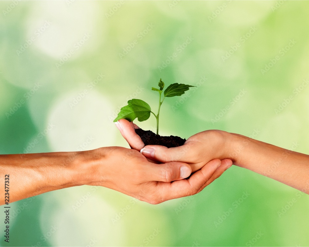 Hands of young beautiful couple holding little Plant Hands of young beautiful couple holding little Plant