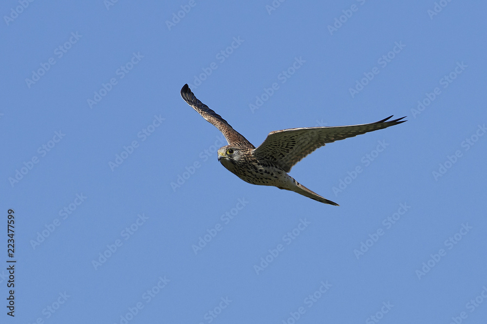 Obraz premium Common kestrel (Falco tinnunculus)