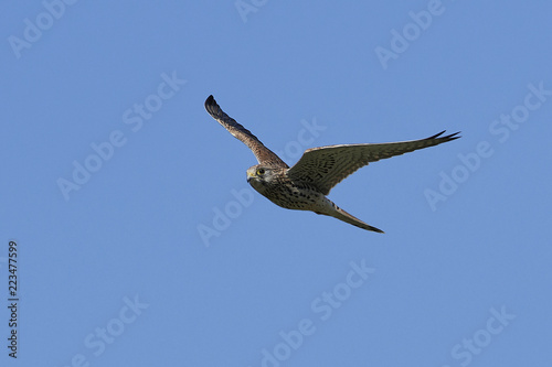 Common kestrel (Falco tinnunculus)