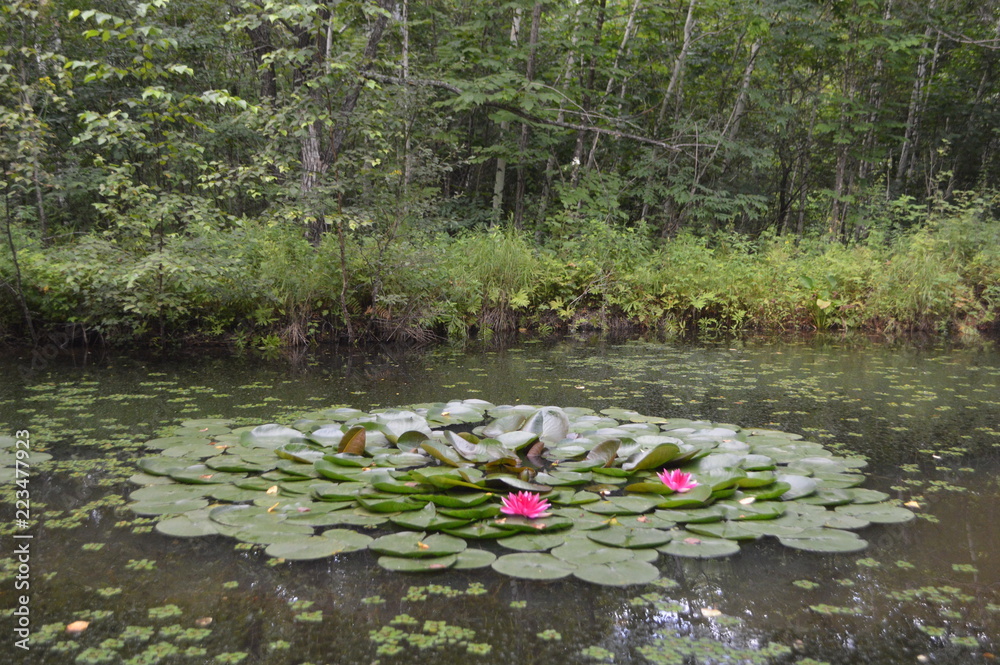 water lilies in pond water lilies in pond