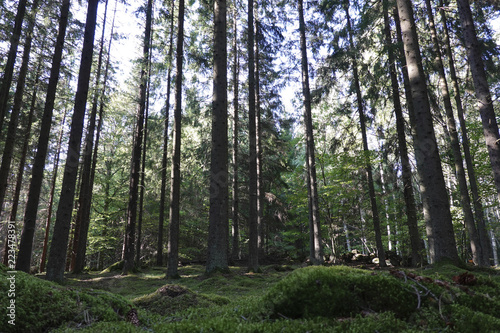 Swedish forest © dennisjacobsen