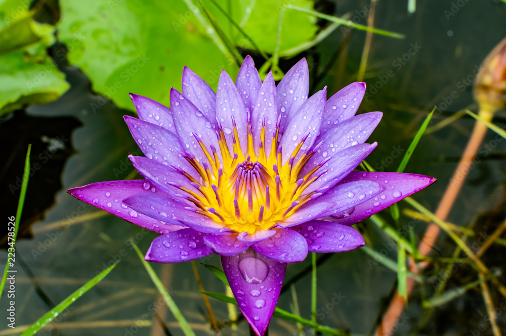 Purple lotus Blue Lotus Flower Flower lotus nature summer green plant Purple lotus Blue Lotus Flower Flower lotus nature summer green plant