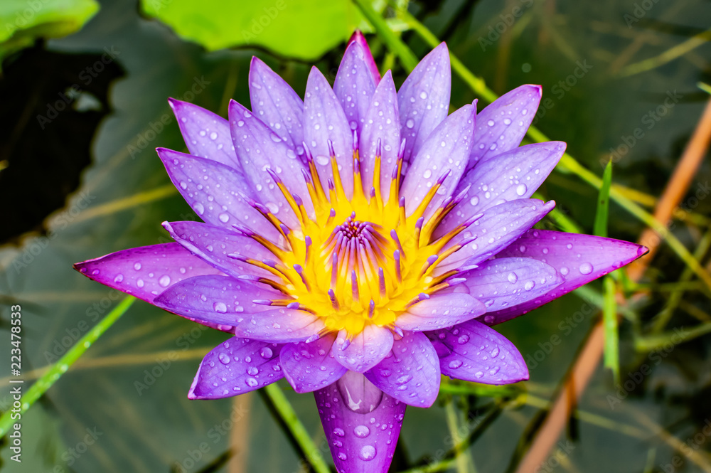 Purple lotus Blue Lotus Flower Flower lotus nature summer green plant Purple lotus Blue Lotus Flower Flower lotus nature summer green plant