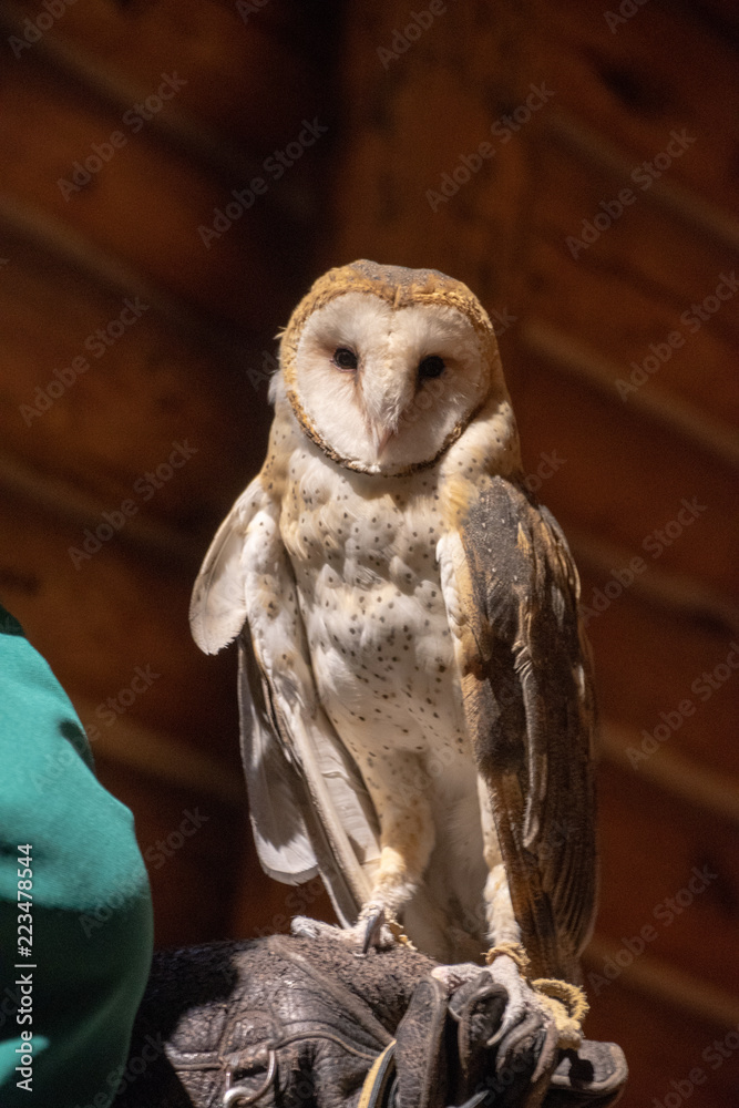 Obraz premium owl