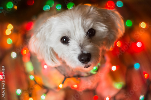 Small white dog with colorful lights looking up at camera