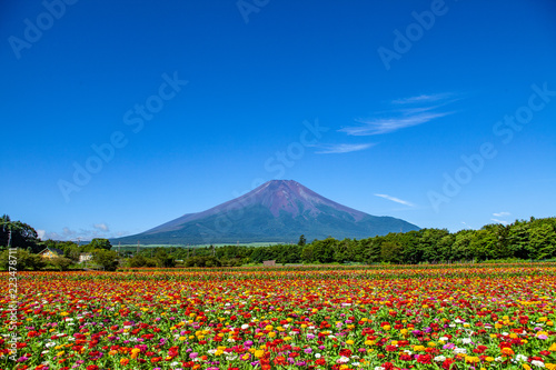 山中湖花の都公園からの富士山とポピー