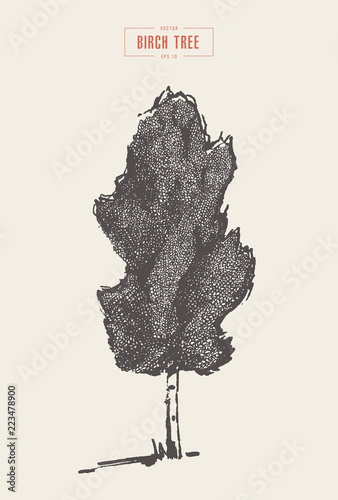 High detail vintage birch tree hand drawn vector