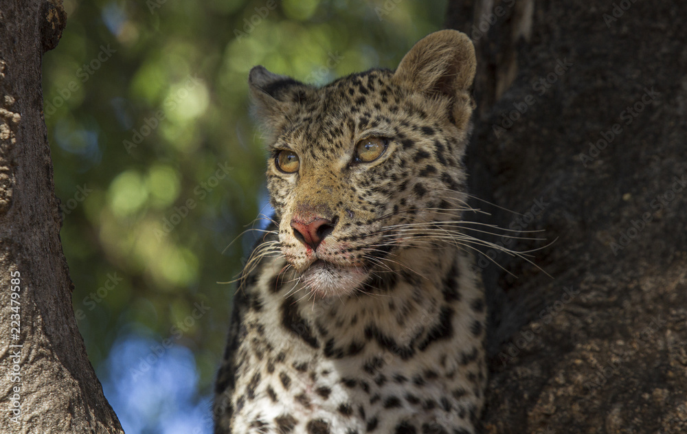 leopard leopard