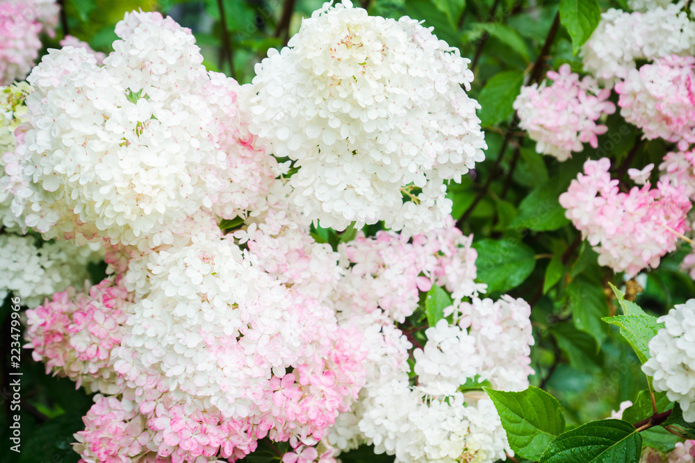 Blooming hydrangea in the garden. Shallow depth of field. 