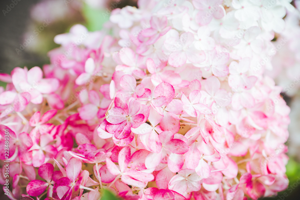 Blooming hydrangea in the garden. Shallow depth of field. 