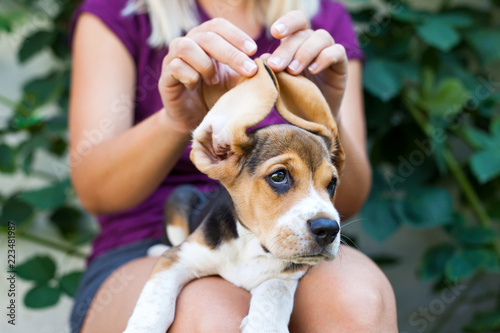 Tricolor purebred beagle puppy