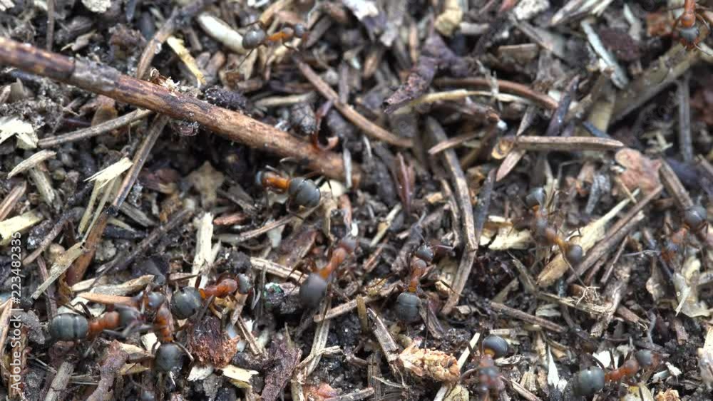 Big anthill in the woods. Big anthill with colony of ants in summer forest. Ants on the ant hill in the woods closeup, macro Big anthill in the woods. Big anthill with colony of ants in summer forest. Ants on the ant hill in the woods closeup, macro