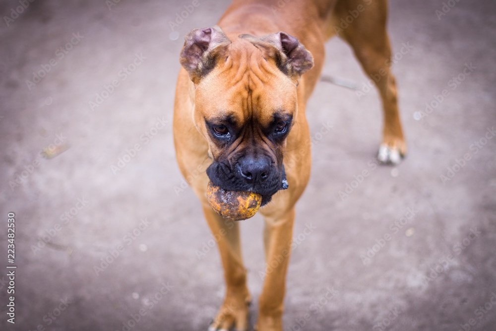 Boxer naranja