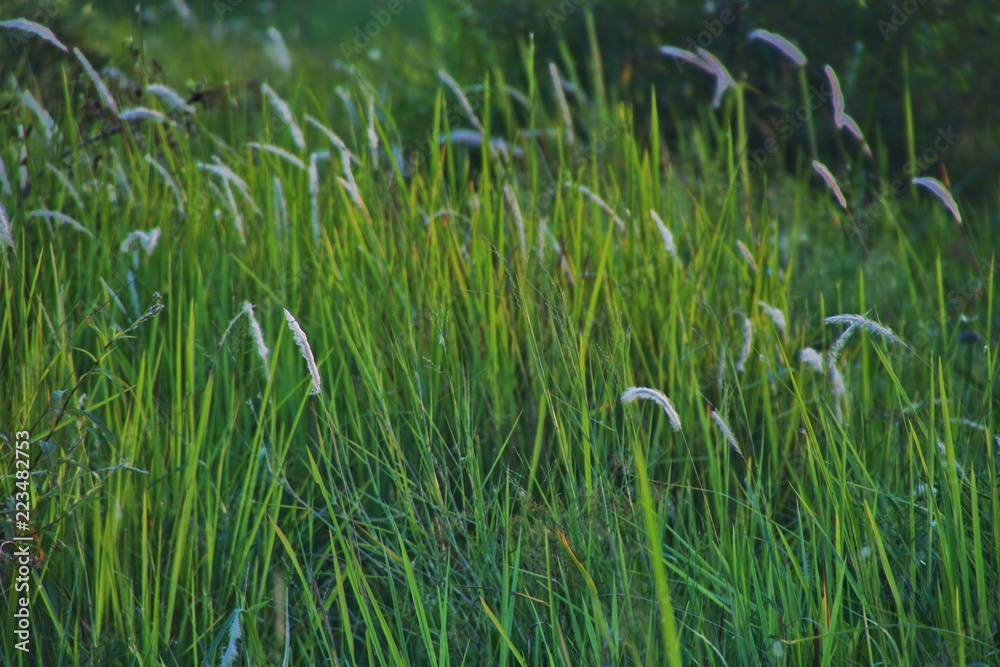 The meadow with five white flowers.
