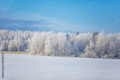 Trees covered with hoar frost on bright sunny winter day