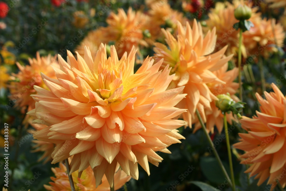Obraz premium orange Dahlien