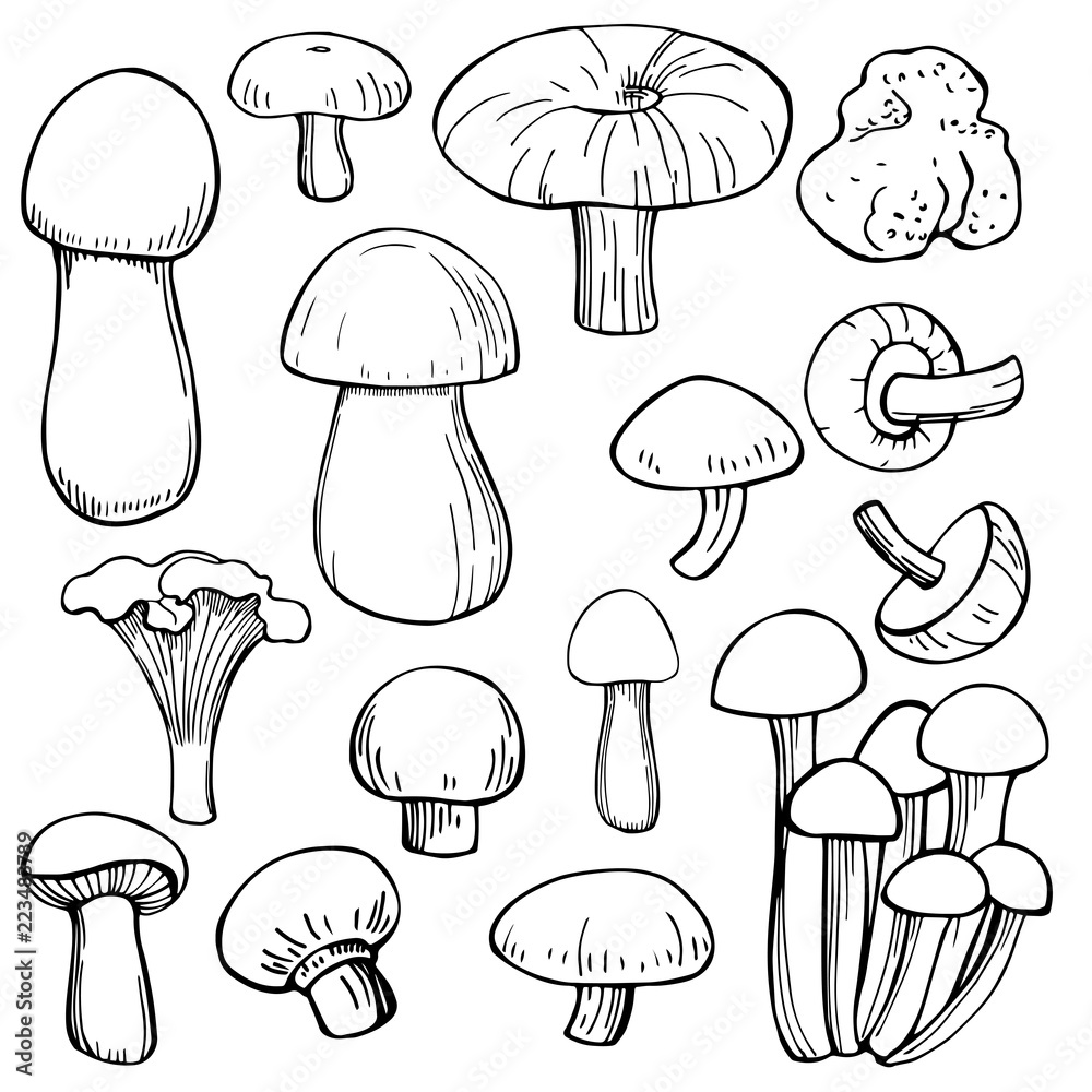 Hand drawn mushrooms. Vector sketch  illustration.