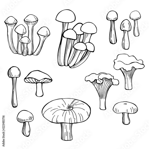 Hand drawn mushrooms. Vector sketch  illustration.