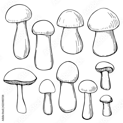 Hand drawn mushrooms. Vector sketch  illustration.