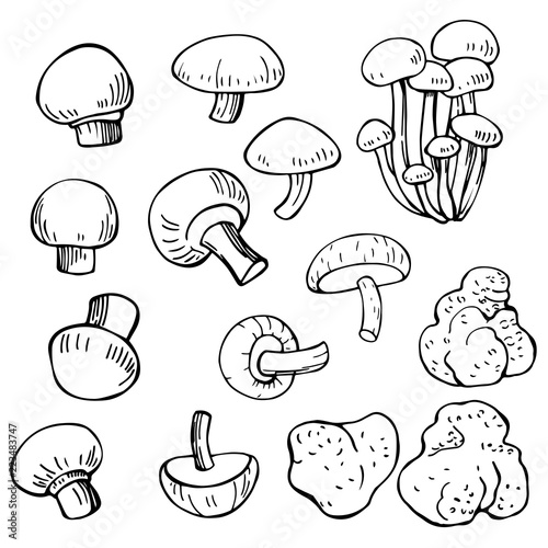 Hand drawn mushrooms. Vector sketch  illustration.