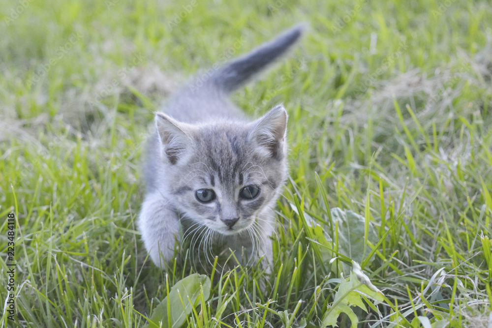 gray kitten is walking on the grass