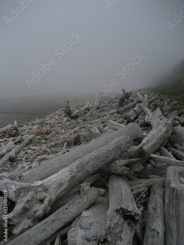 Driftwoodon a beach