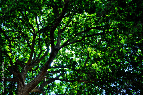 Oak Tree Canopy