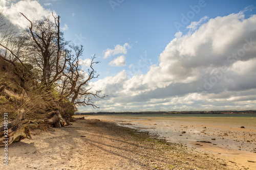 Ghost trees cast shadows on the sand. The beach is deserted, air and water are still spring cold - Holnis, Flensburg Fjord, Germany