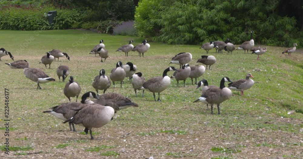 flock of geese, Canada goose - branta canadensis - on the lawn in a city park flock of geese, Canada goose - branta canadensis - on the lawn in a city park