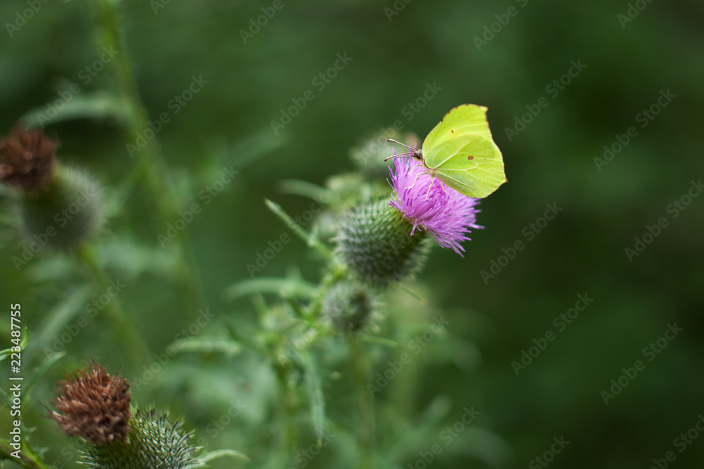 beautiful butterfly lemon lime sits on a flower thistle in the forest
