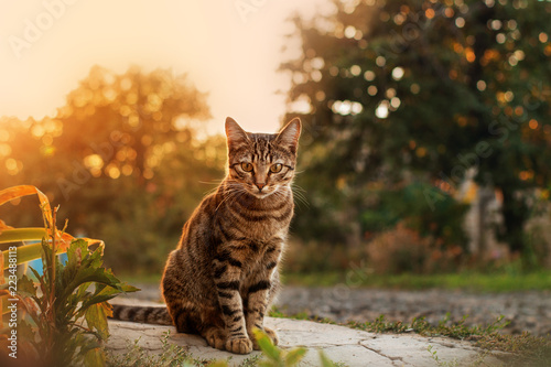 Cat tiger color portrait sits in the rays of sunset