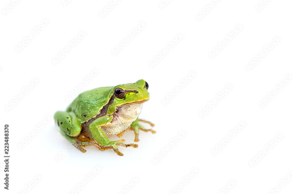Naklejka premium green european common frog Hyla meridionalis on white background