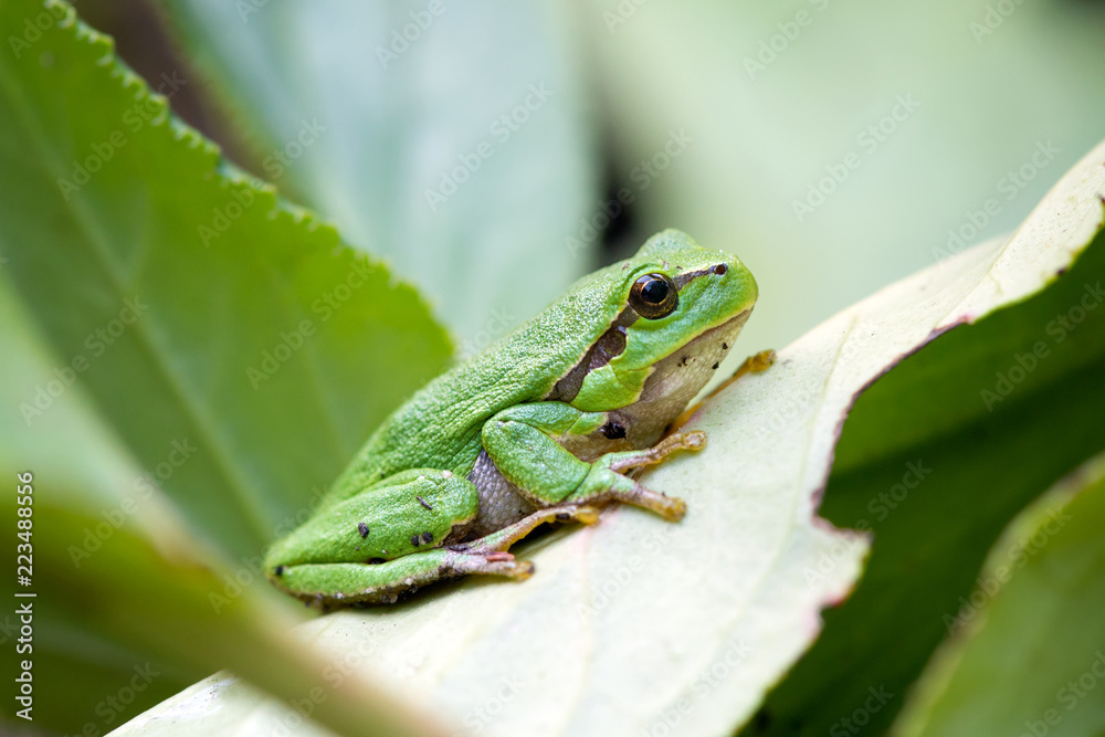 green european common frog Hyla meridionalis on green leaves background green european common frog Hyla meridionalis on green leaves background
