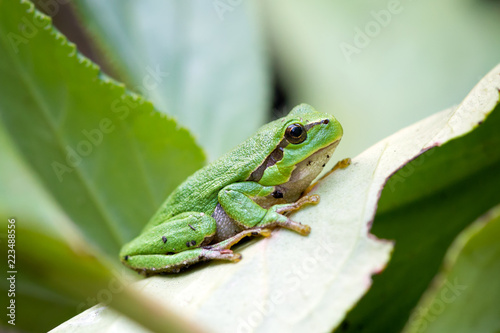 green european common frog Hyla meridionalis on green leaves background