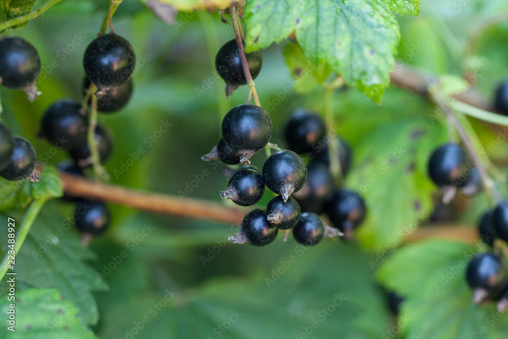 Delicious fresh black currant grows on bush Delicious fresh black currant grows on bush