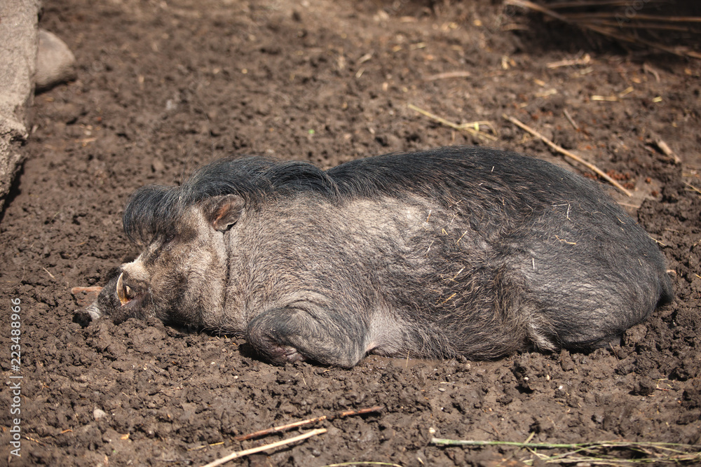The pig lives on a farm, agriculture, lies in the mud The pig lives on a farm, agriculture, lies in the mud