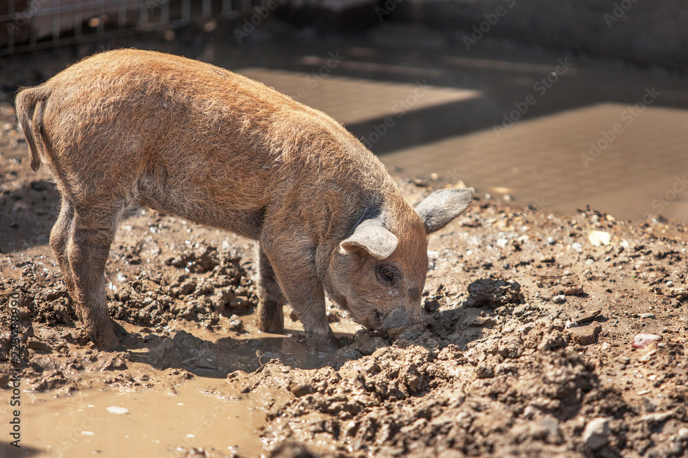 little dirty cute piggy looking for food, rummaging in a puddle