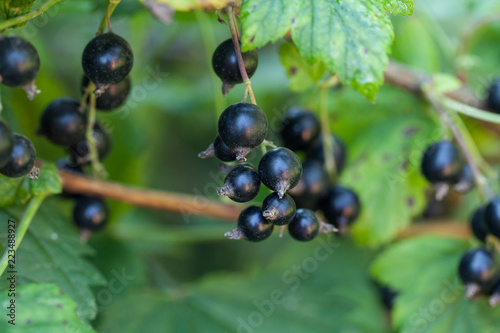 Delicious fresh black currant grows on bush