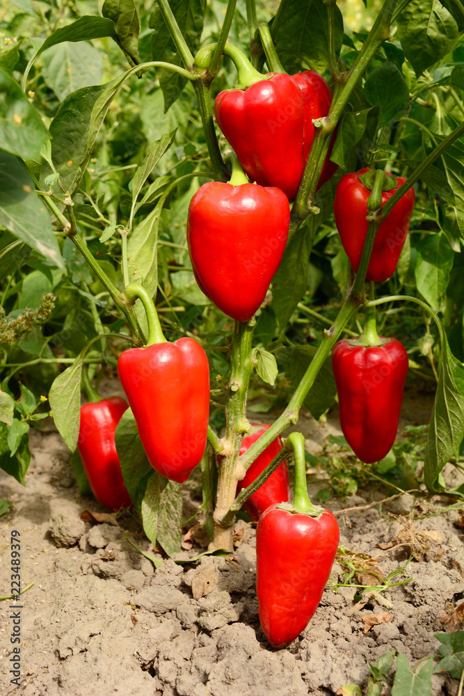 Planting red sale bell peppers