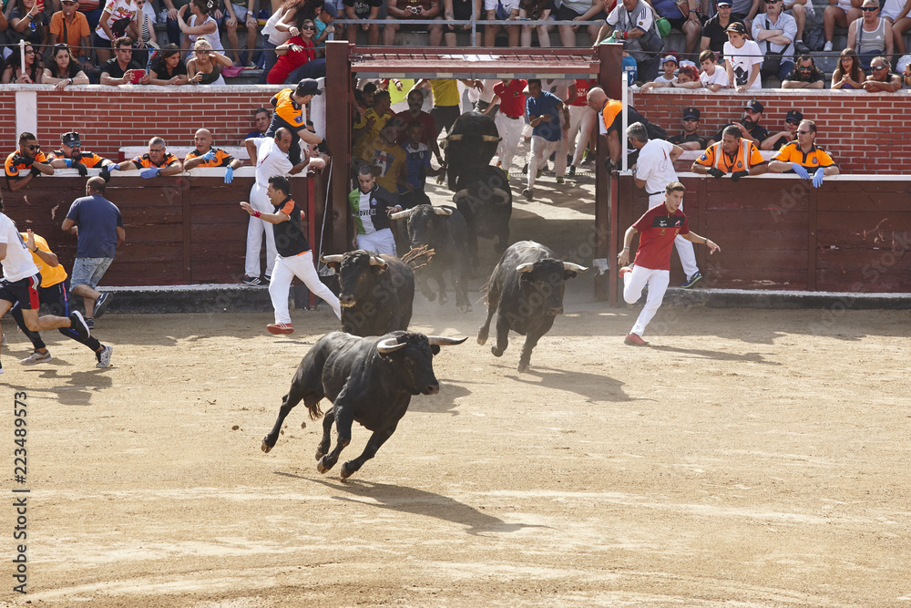 Obraz premium Fighting bulls in the arena. Bullring. Encierros San Sebastian Reyes