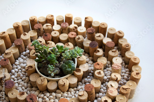 Japanese stone garden concept: wine corks spiral shaped composition with white kidney beans and small potted succulents in the middle close up