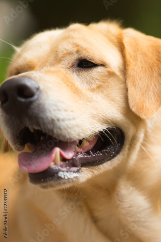 Cute of Labrador Retriever © Lab_Photo
