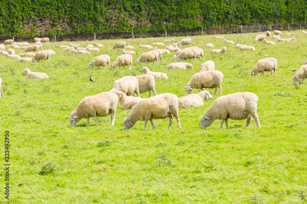 Sheep on the meadow in the morning at the South Island of New Zealand. Sheep on the meadow in the morning at the South Island of New Zealand.