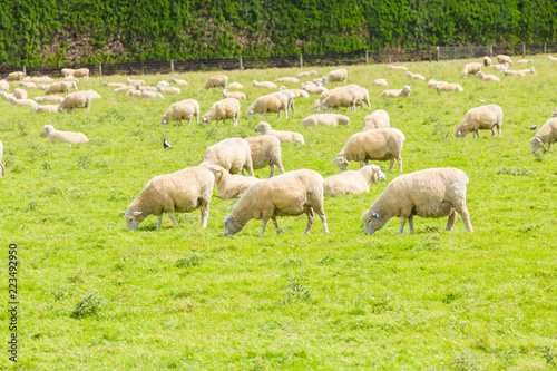 Sheep on the meadow in the morning at the South Island of New Zealand.