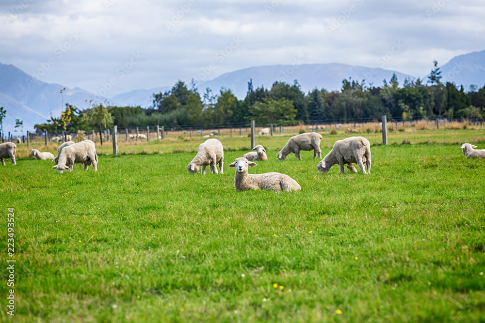 Fototapeta premium Sheep on the meadow in the morning at the South Island of New Zealand.