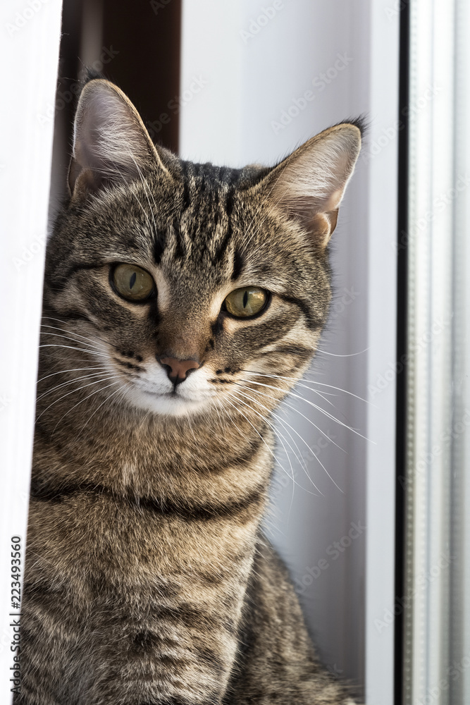 A young cat sits on the windowsill. A young cat sits on the windowsill.