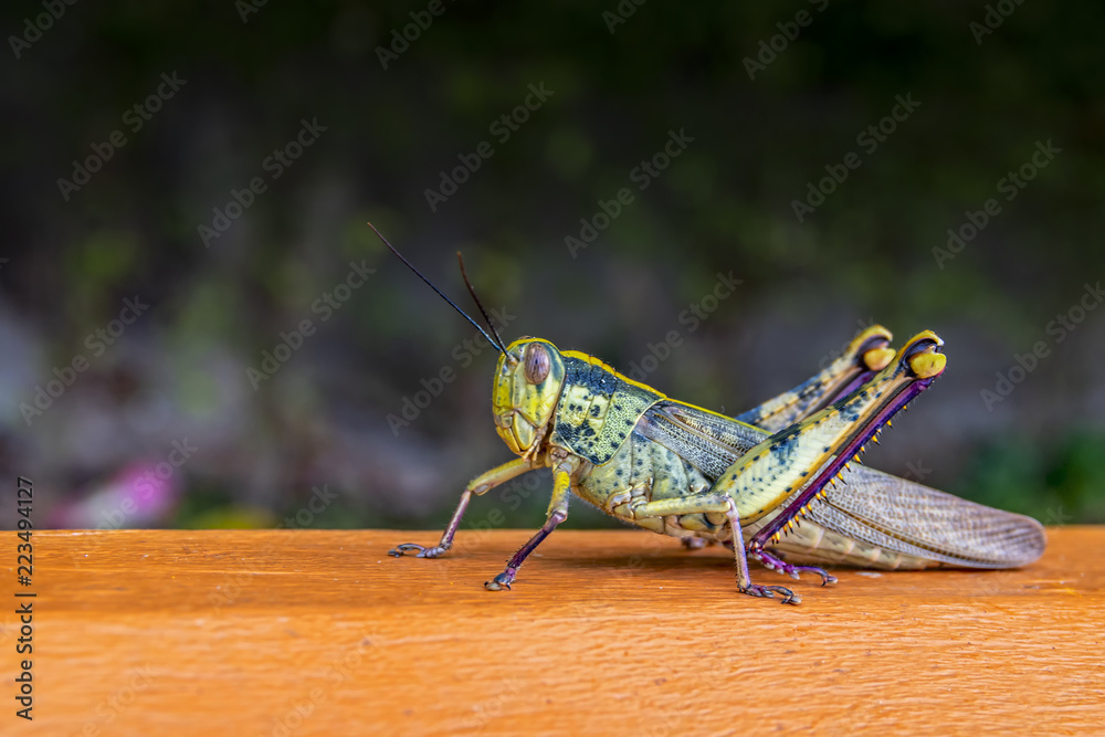 Big green locust on a wooden railing. Grasshopper macro photo side view. Big green locust on a wooden railing. Grasshopper macro photo side view.