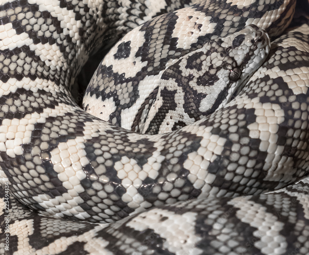 Carpet python Morelia Spilota Carpet python Morelia Spilota